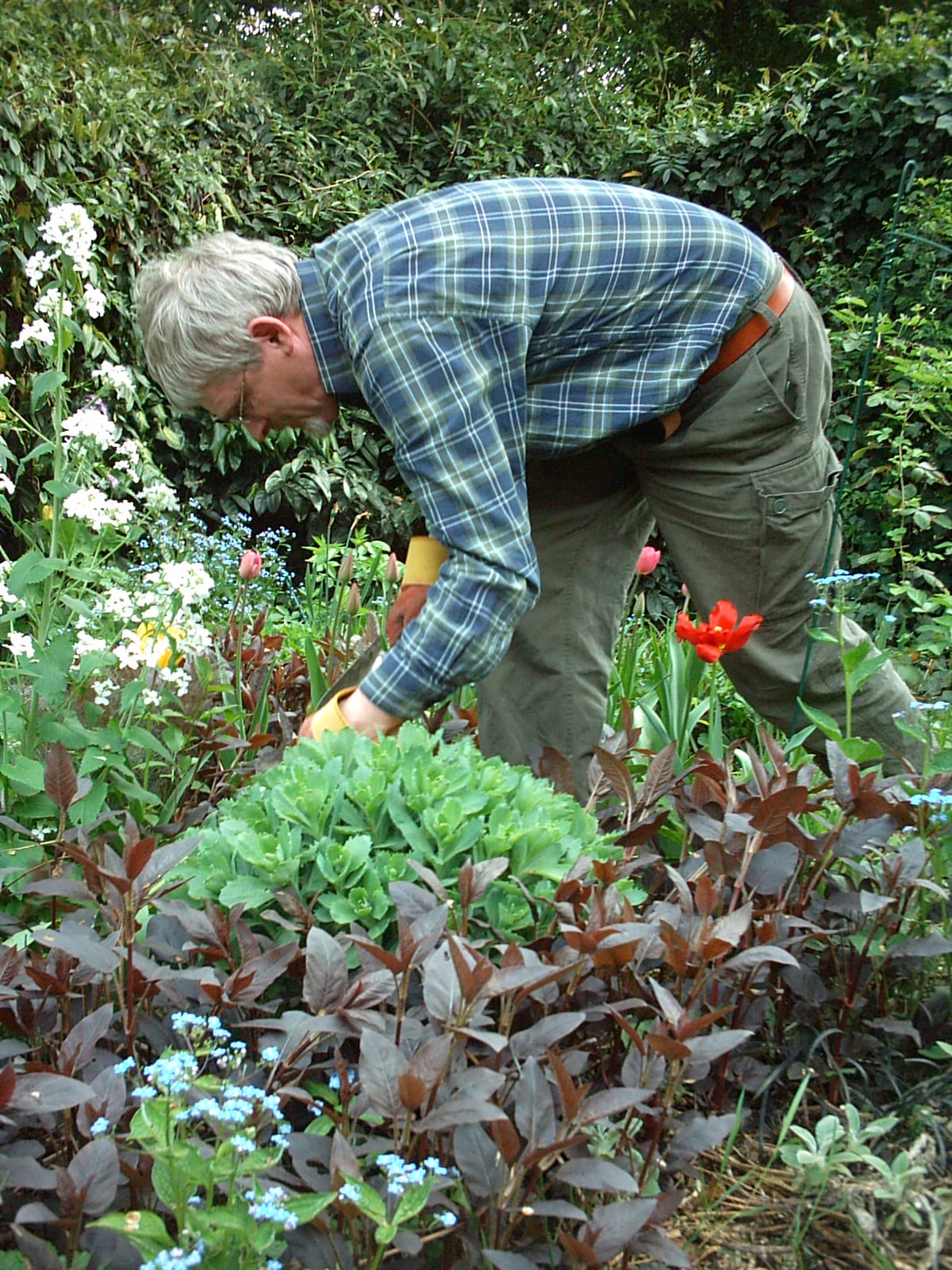 man gardening